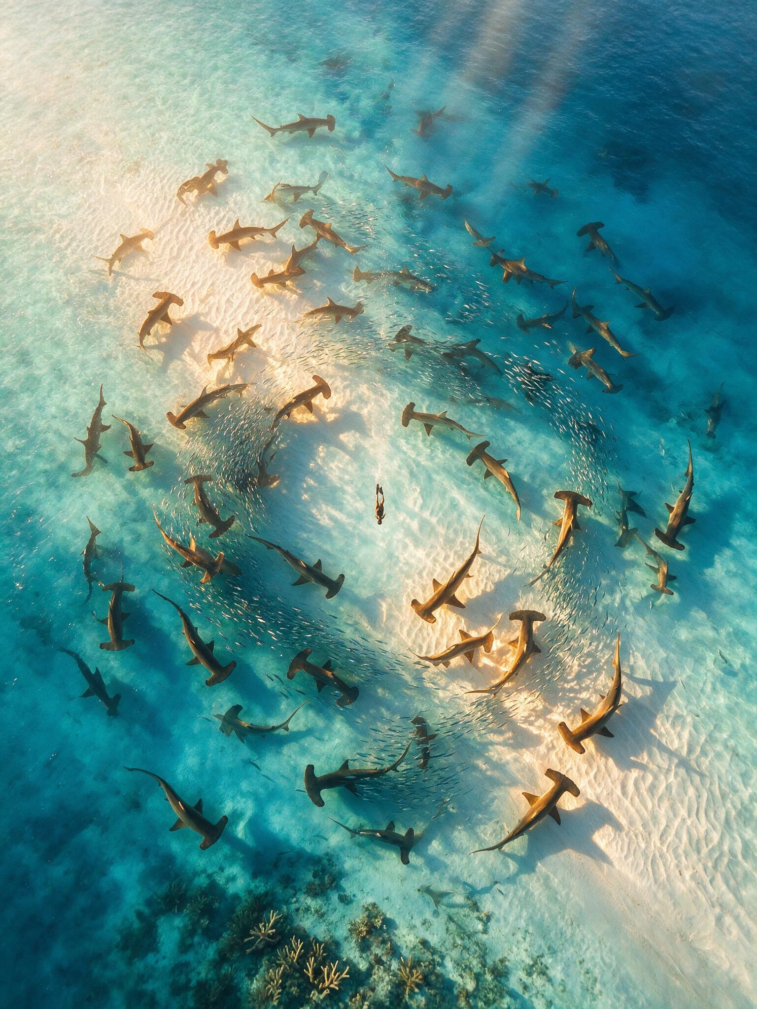 Capture an aerial drone perspective looking straight down into crystalline turquoise shallows off a remote Bahamian sandbar at golden hour, where a massive hammerhead migration transforms into something otherworldly — hundreds of great hammerheads ca