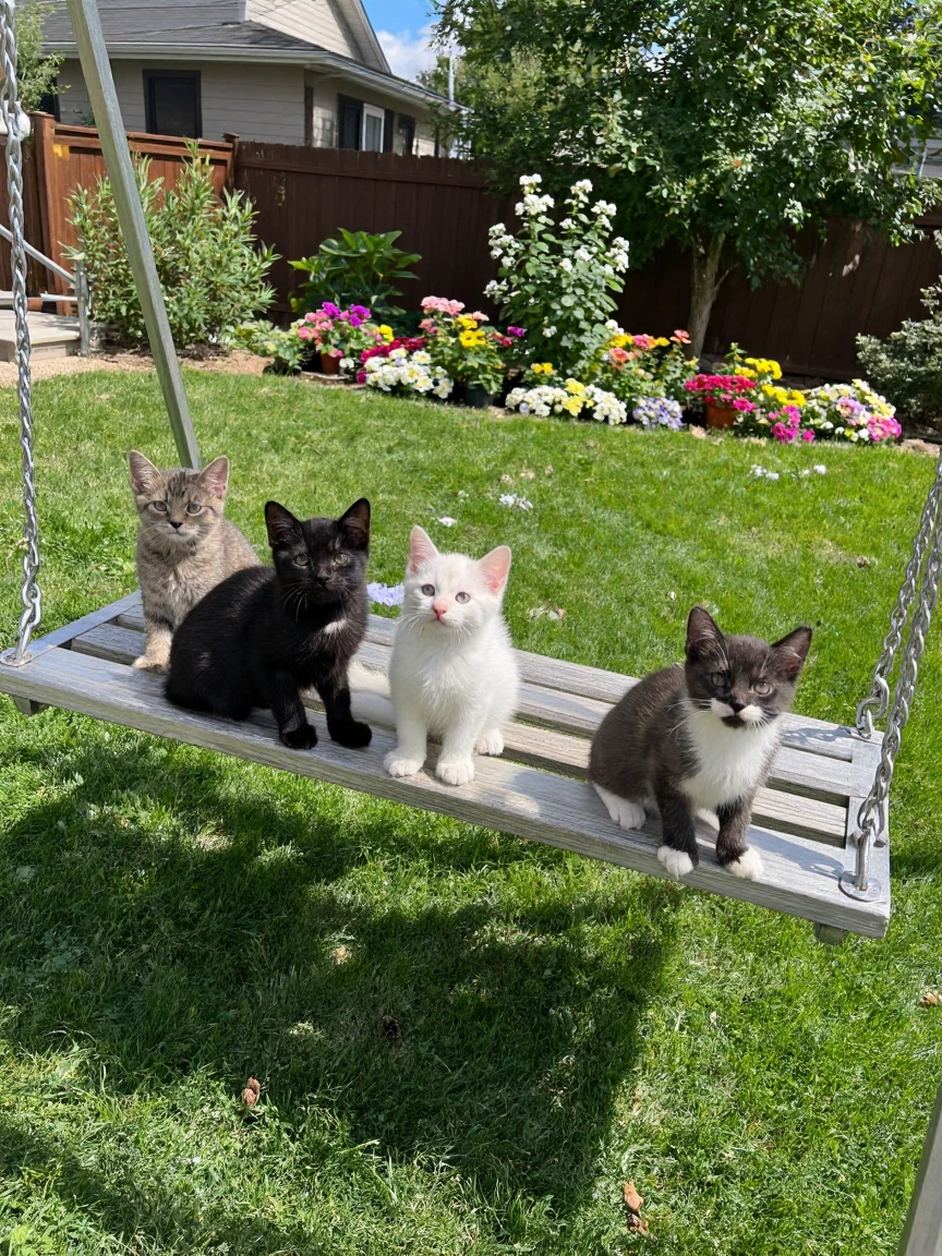 Amateur photograph of cute kittens on a backyard, swing, beautiful yard, flowers, sunny day