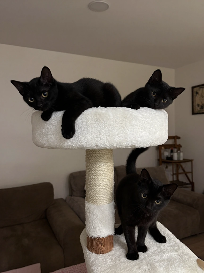 Cute black kittens playing on a cat tree. Amateur photo. Regular living room.