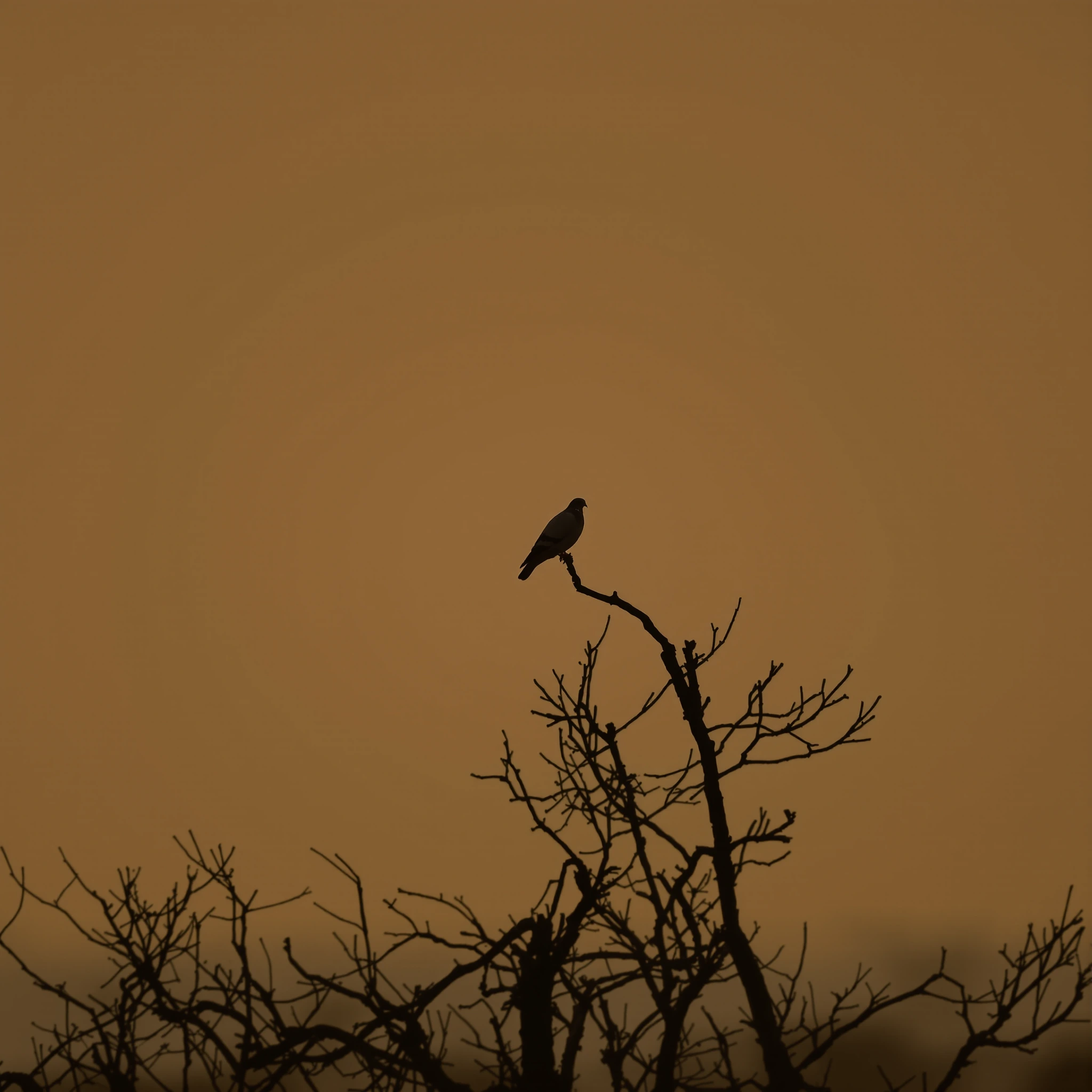 A single passenger pigeon perched on a bare branch at dusk, rendered in muted sepia tones with one eye catching the last sliver of golden light. The bird's silhouette small and isolated against an enormous empty sky. Around it, only fading afterimage