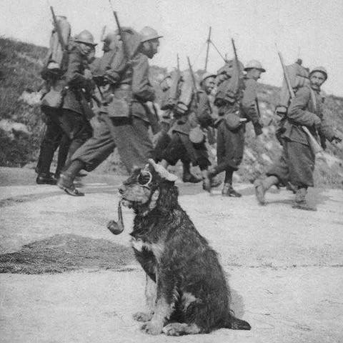 french soldiers passing by a dog wearing googles and smoking…