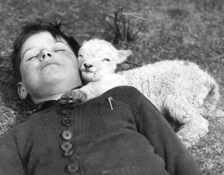 a newly born lamb snuggles up to a sleeping boy, 1940