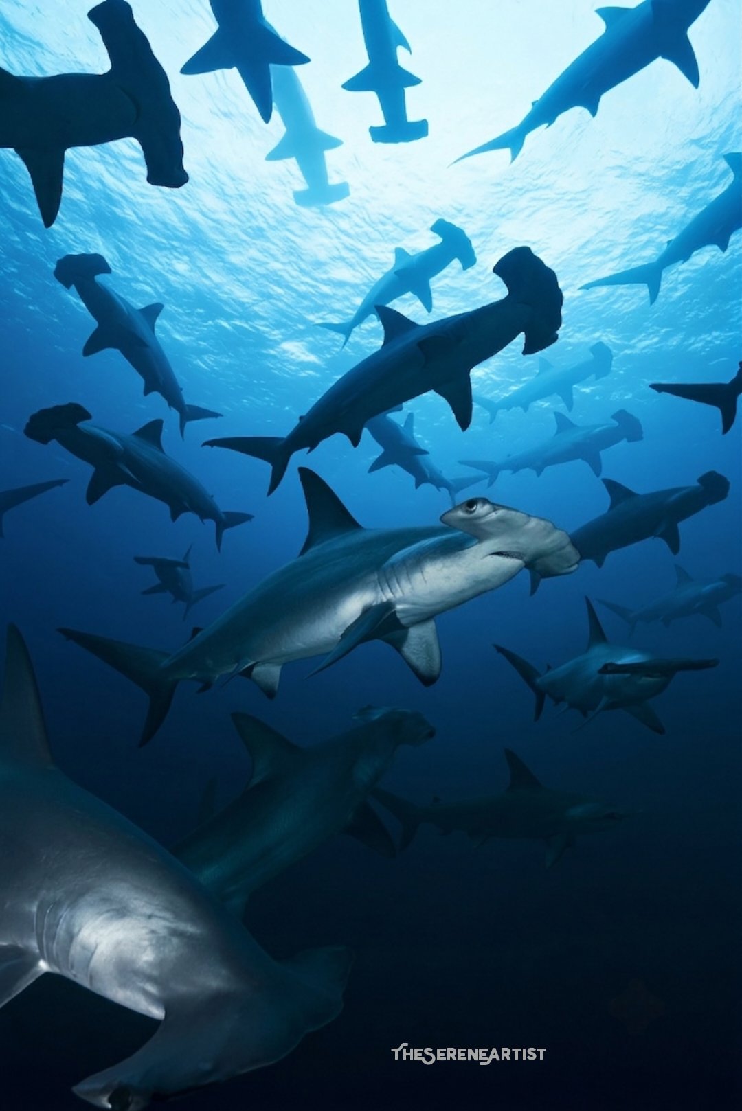 #sharkweek Challenge Hosted by: @GuruScorpion Day 2 - Hammerhead Migration