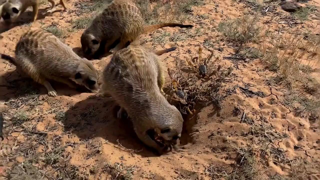 Never Mess With A Meerkat They Are so Tough, this is why i l…