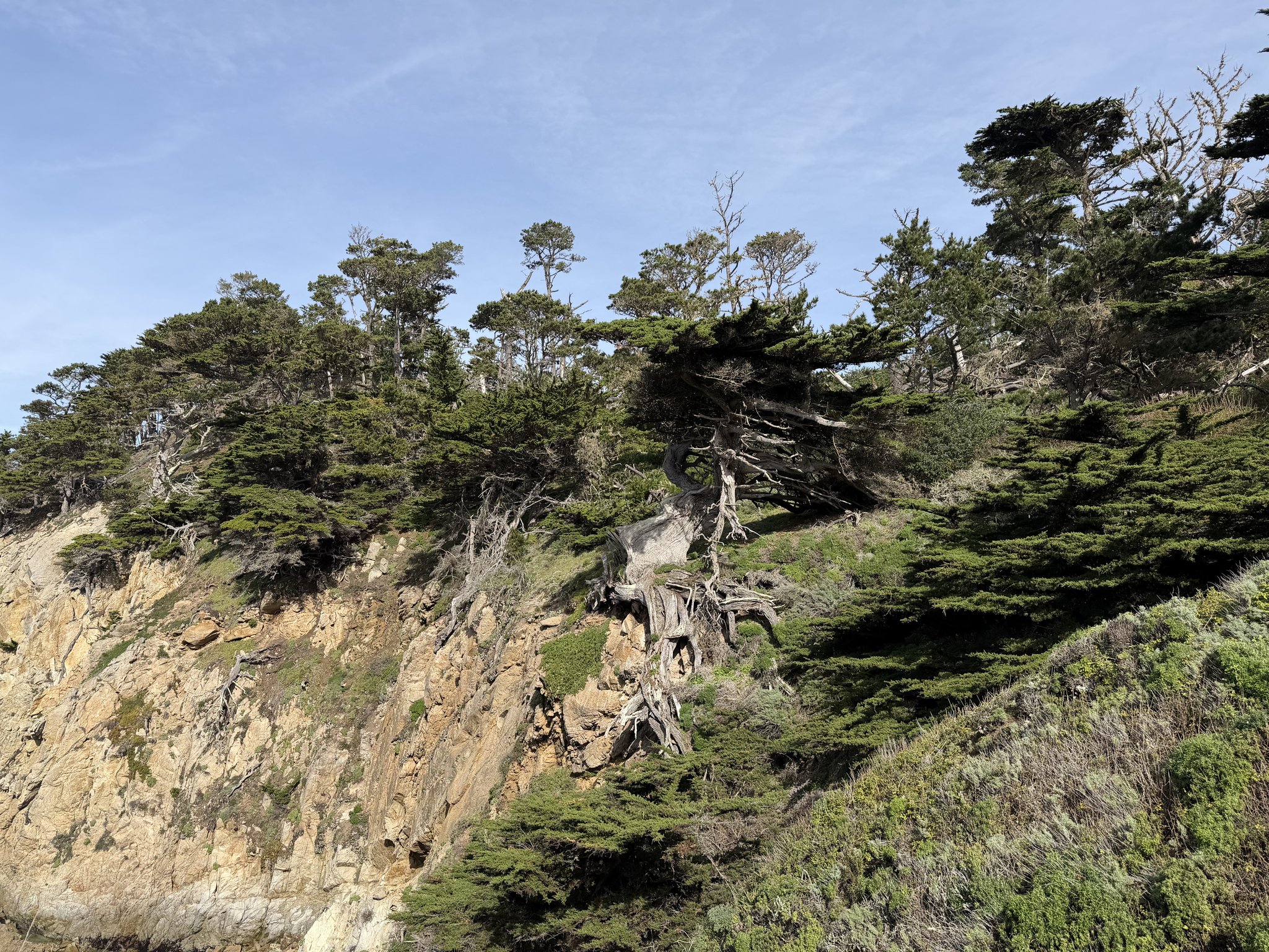 Our tour guide said this was the most photographed tree in California. Not buying it, but this is a…