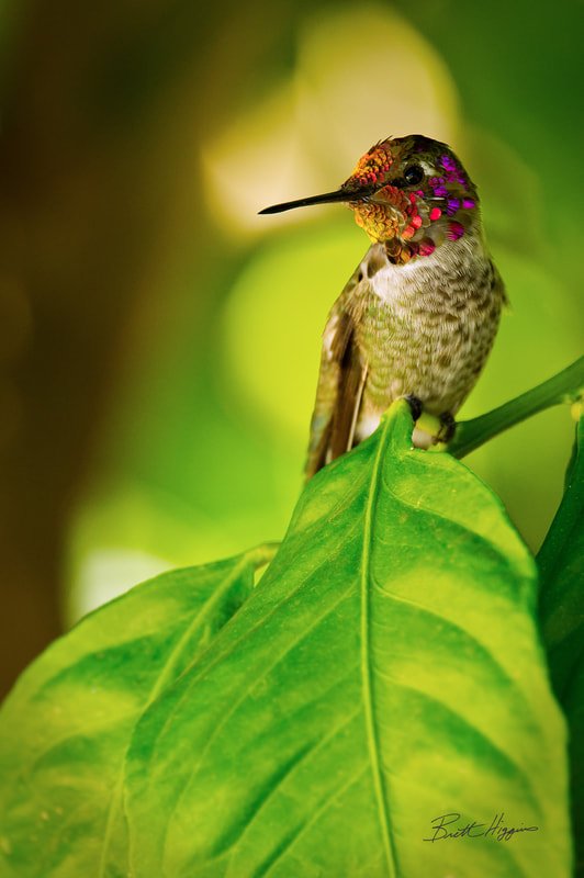 Since everyone is posting hummingbirds. A couple years ago now I bought a new Nikon 100-400mm lens.…