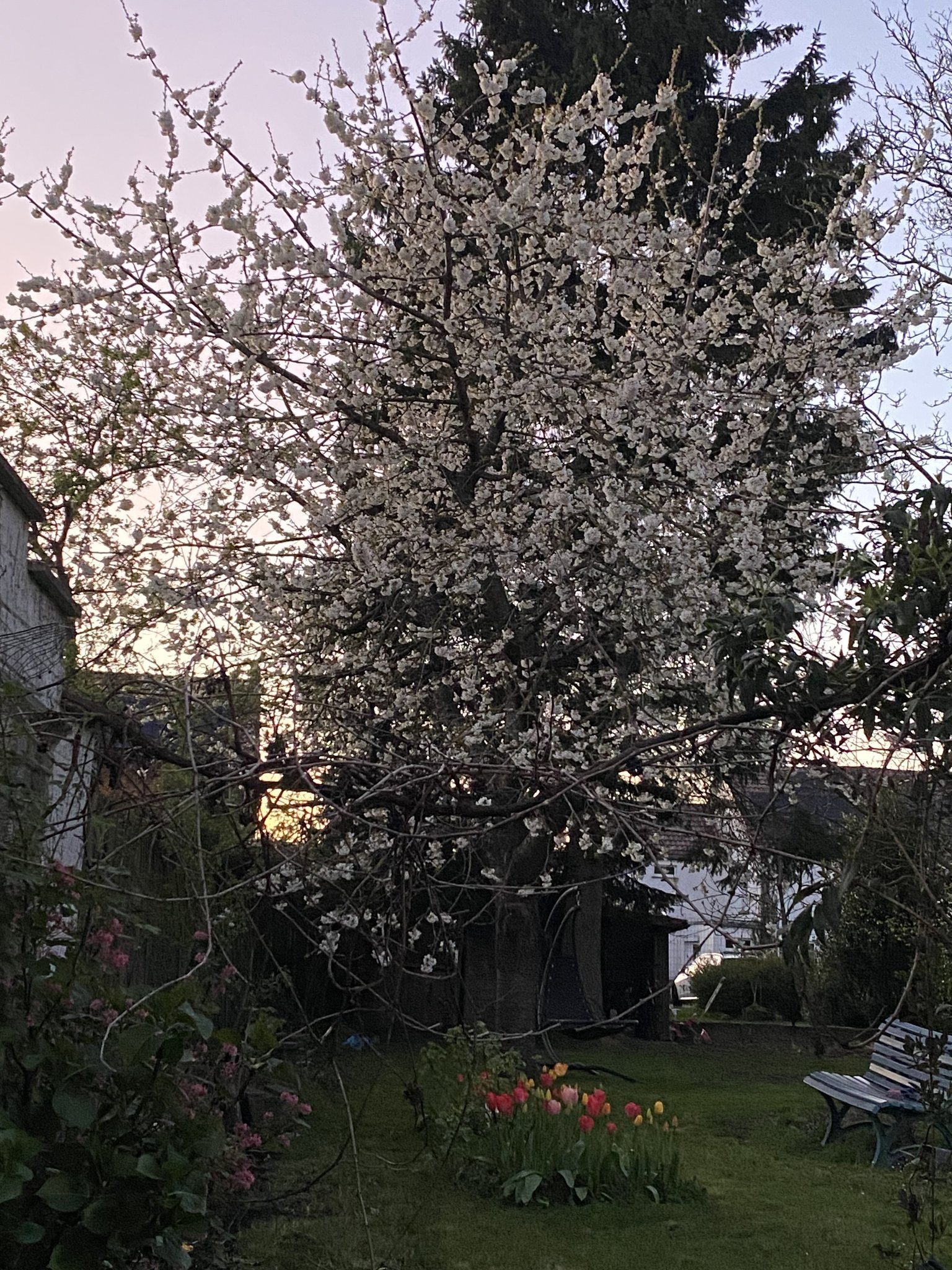 Cherry blossoms and tulips #noAI #mygardenlife