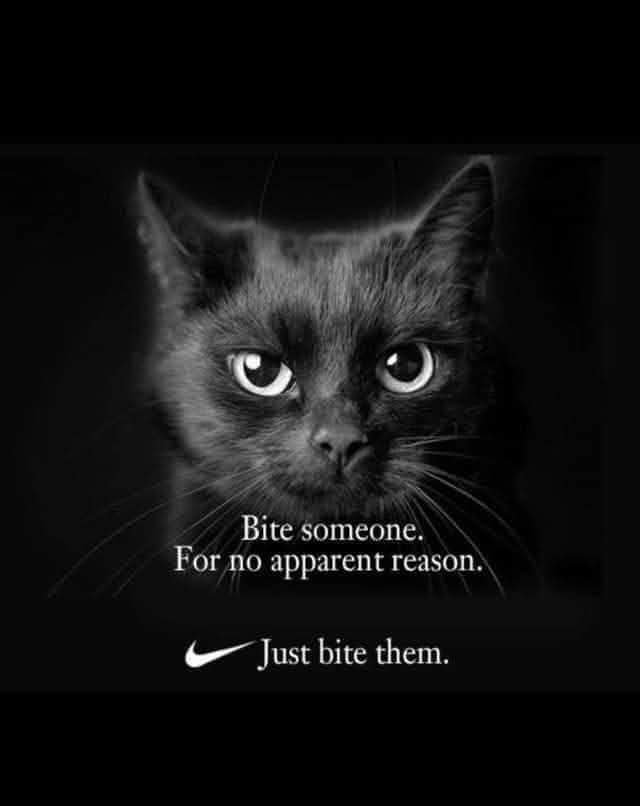 Today's vibe... Cat logic for the win! Or just because.. fuck it Whatever you face today, I hope you…
