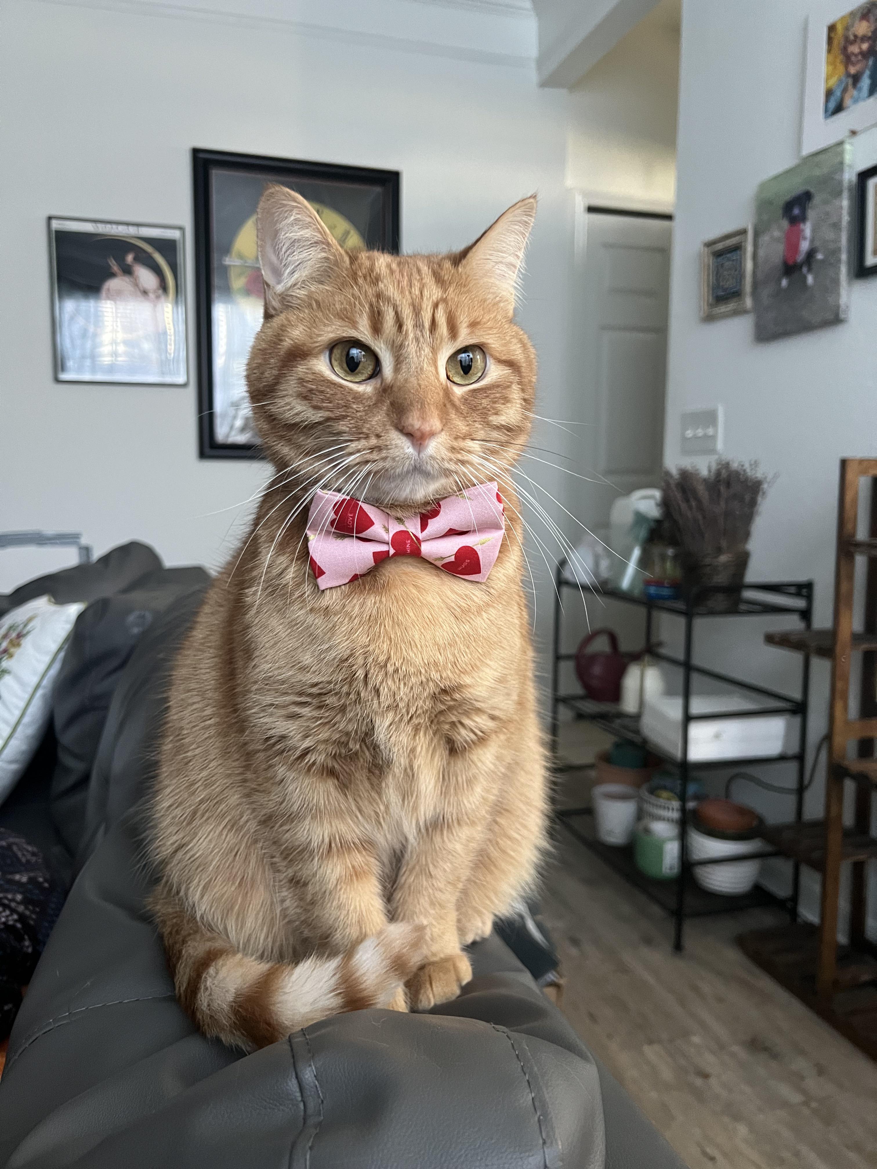 My sweet guy showing off his bow tie