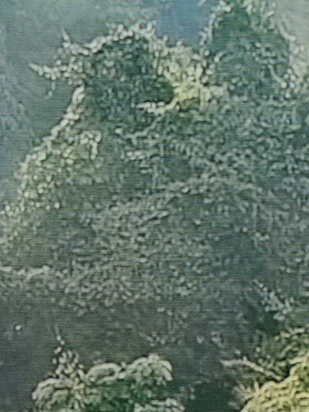 I found Godzilla In a forest Dressed as a Tree π π > (βοΈβοΈ)