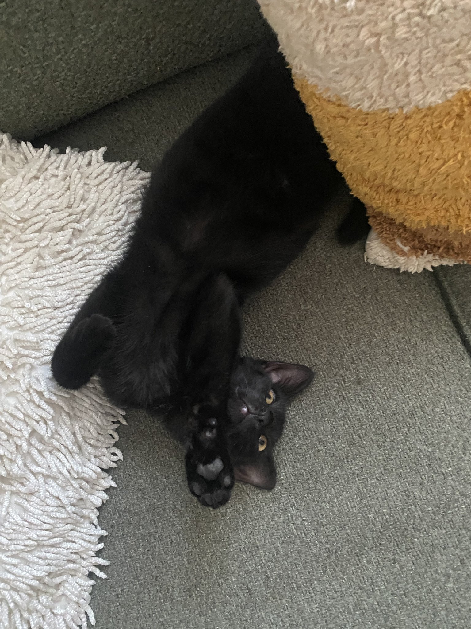 Cats and their sleepingpositions