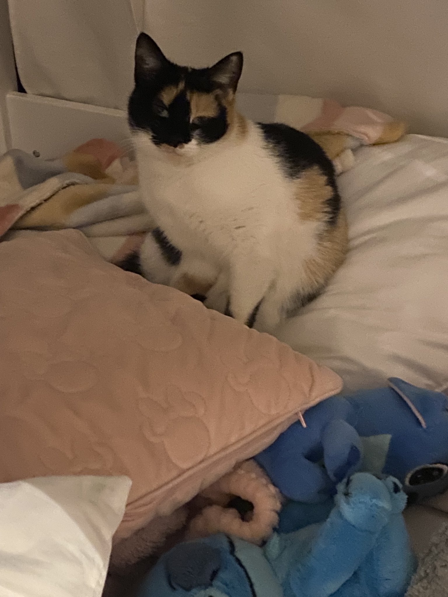 When you want to put new sheets on the bed but you see that sleepy face…